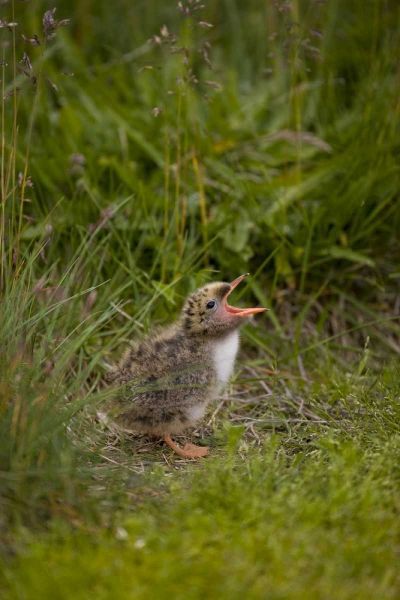 Iceland, Snaefellsnes A newborn Arctic tern